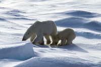 Polar bear and cub in North Pole