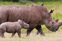 Image of a rhino