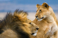 Image of a lion and lioness