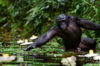 Image of a chimpanzee