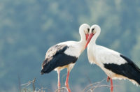 Image of love birds