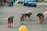 Image of dogs